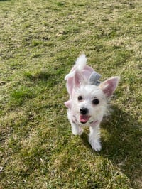 Stella