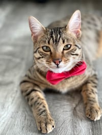 Ham
