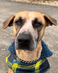 Kona