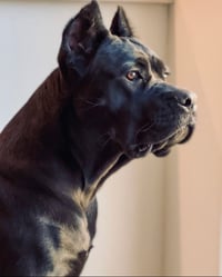 Xena Nova