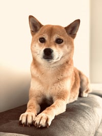 Hachi