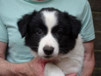 Kaya