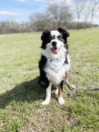 Tucker