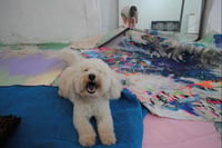 Amadeus