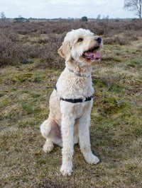 Sam