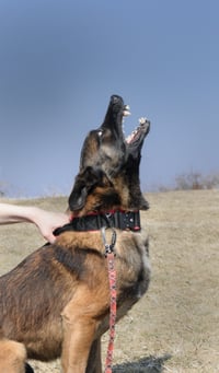 Simba
