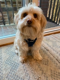 Oliver