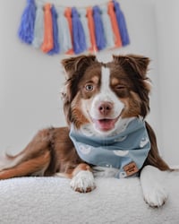 Jasper