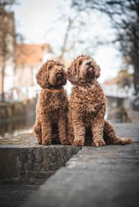 Sammie en Mikkie
