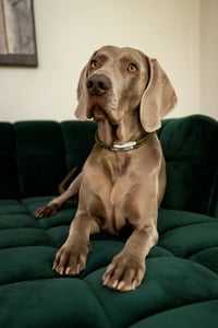 Piper