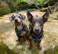 Odie en milo