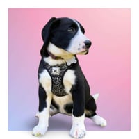 Marla Pooch