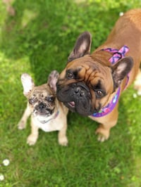 Tyson and Odin