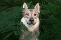 Fenrir
