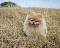 Nini