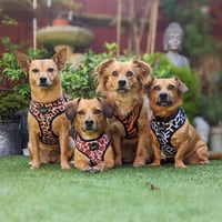 Sasha, Lola & Hank