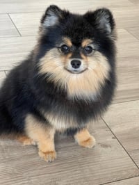 Teddy