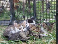 Brnjao Family