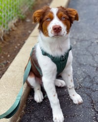 Arlo