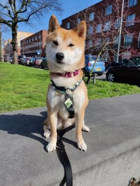 Koji
