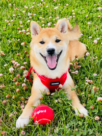 SUKI