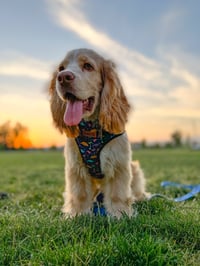 Toby