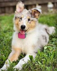 Addie