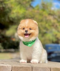 Bobo