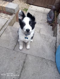 Beau