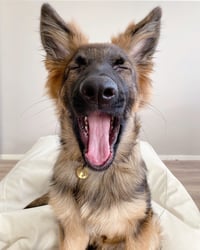 Stella