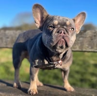 Molly