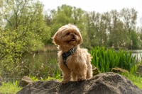 Teddy