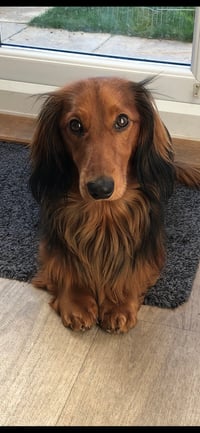 Buddy