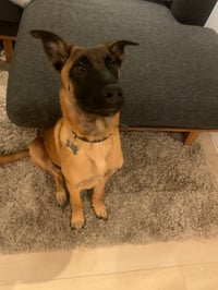 Koda