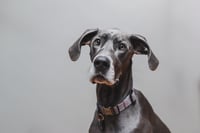 Zoey