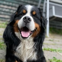 Dano