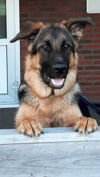 Koda