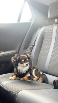 Coco