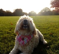 Odie