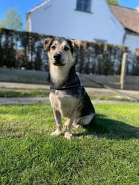 Beau