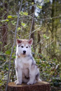 Meeko
