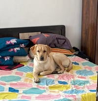 Simba