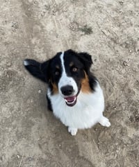 Beau