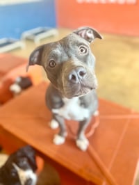 Sheba