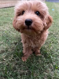 Nugget