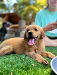 Lando