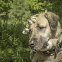 Beau