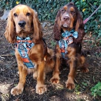 Romeo and Gio