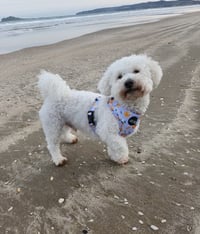 Teddy Bán Bear