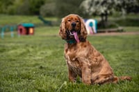 Arlo